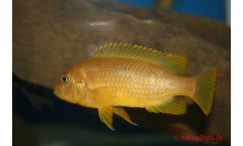 Pseudotropheus membe deep